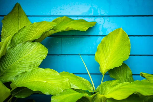 Las Hojas Espatifilio Sobre Fondo Pared Azul — Foto de Stock