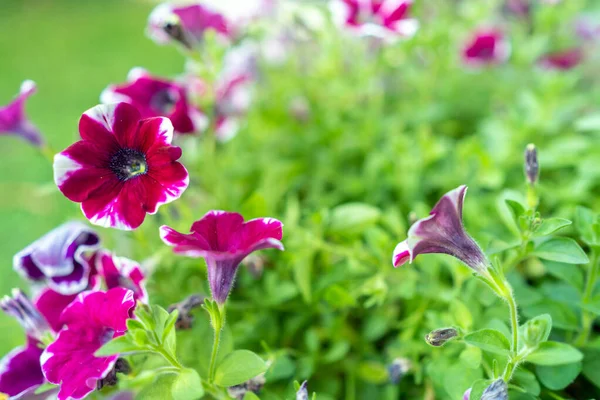 Gros Plan Fleurs Pétunia Violet Fleurs — Photo