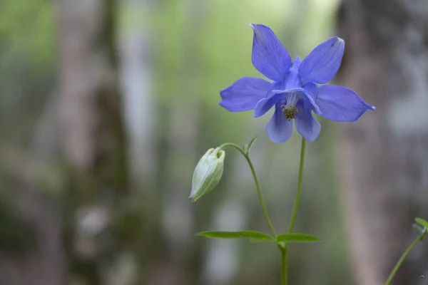 在森林里捕捉到的一种奇异的蓝色花朵的选择性镜头 — 图库照片