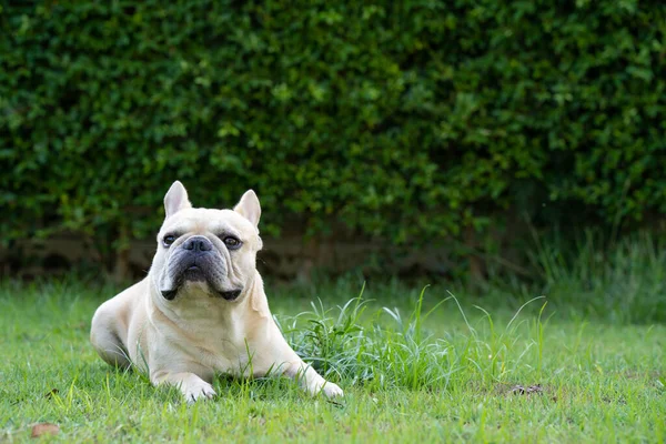 Egy Aranyos Fehér Francia Bulldog Fekszik Fűben Kertben — Stock Fotó