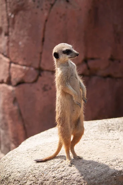 太陽の岩の上に立っている明るい茶色のMeerkatの垂直方向の浅い焦点ショット — ストック写真