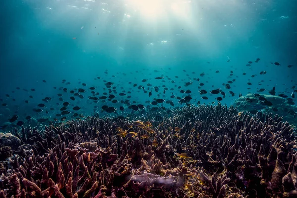 Prachtige Koralen Onder Diepe Oceaan Kleurrijke Kleine Vissen — Stockfoto