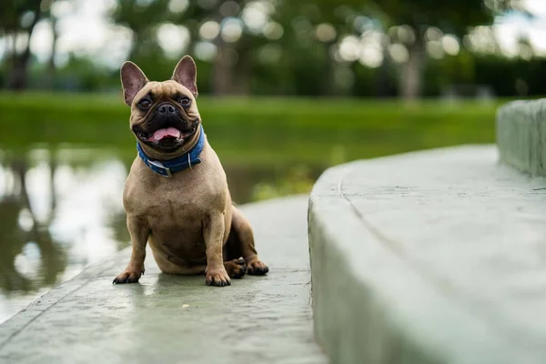 Mignon Bouledogue Français Marron Assis Près Lac Dans Parc — Photo