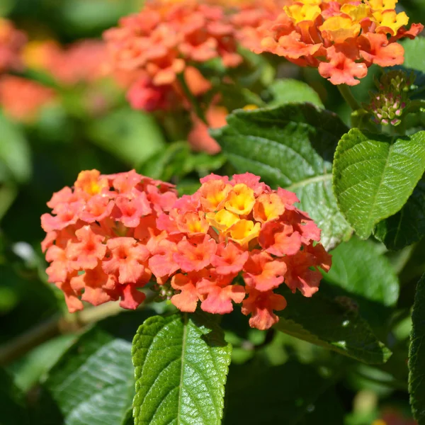 Gros Plan Sélectif Fleurs Lantana Orange Dans Jardin — Photo