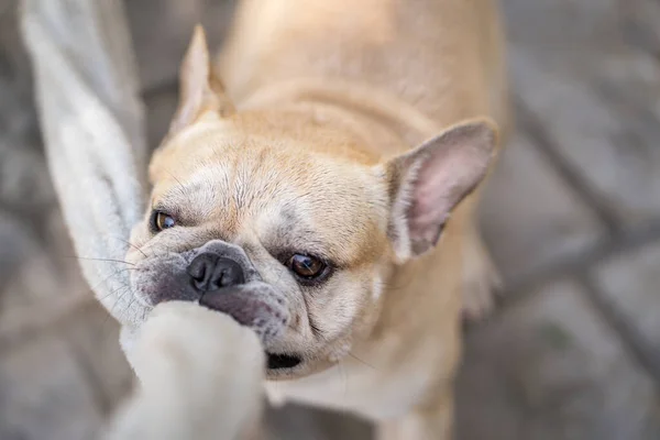 Närbild Fawn Fransk Bulldogg Bita Trasa — Stockfoto