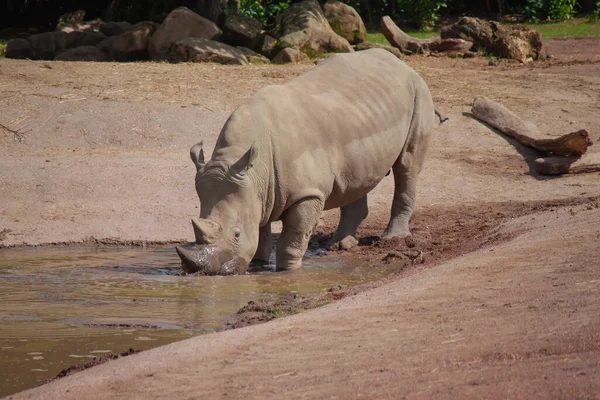 Ein Schuss Eines Schlammigen Nashorns Das Wasser Aus Einer Pfütze — Stockfoto