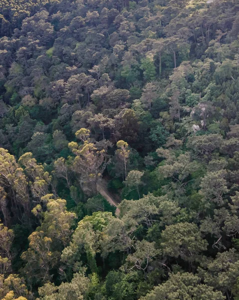 Luftaufnahme Einer Endlosen Waldlandschaft Mit Bergkette Hintergrund Bei Sonnenuntergang Der — Stockfoto