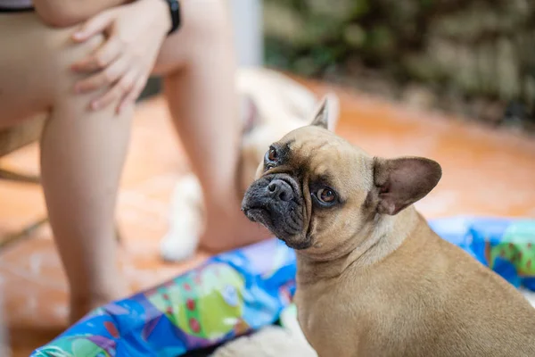 Primer Plano Lindo Bulldog Francés Jugando Una Caja Arena — Foto de Stock