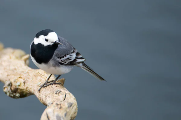 Wagtail Sentado Ramo Sobre Água Uma Lagoa Haff Reimich Luxemburgo — Fotografia de Stock