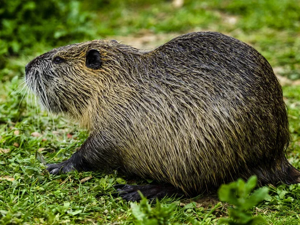 Tiro Seletivo Foco Uma Lontra Que Senta Prado Grama Coberto — Fotografia de Stock