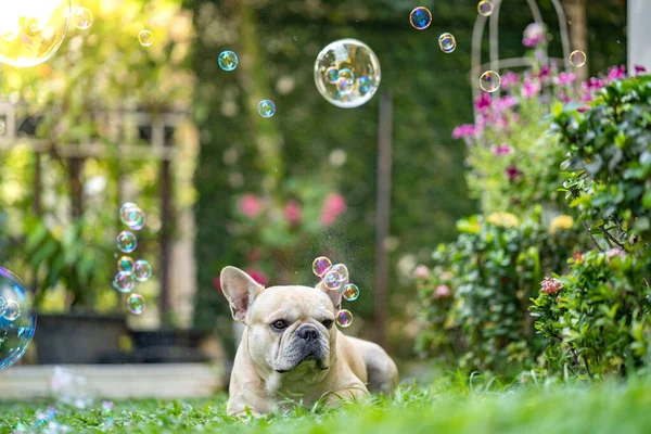 Lindo Bulldog Francés Tendido Prado Con Burbujas Jabón Flotantes —  Fotos de Stock