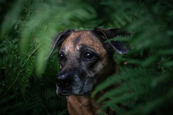 Zbliżenie Ślicznego Smutnego Psa Stojącego Krzakach — Zdjęcie stockowe