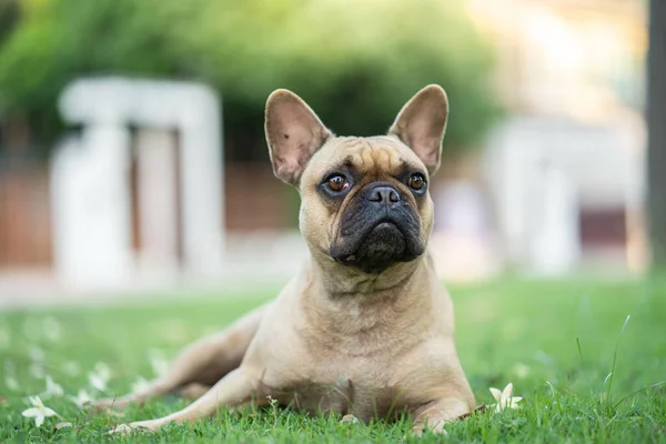 Söt Vit Fransk Bulldog Som Ligger Gräset — Stockfoto