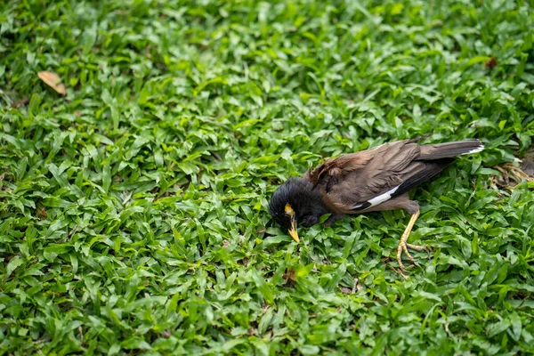 Mrtvý Pták Myna Zahradě — Stock fotografie