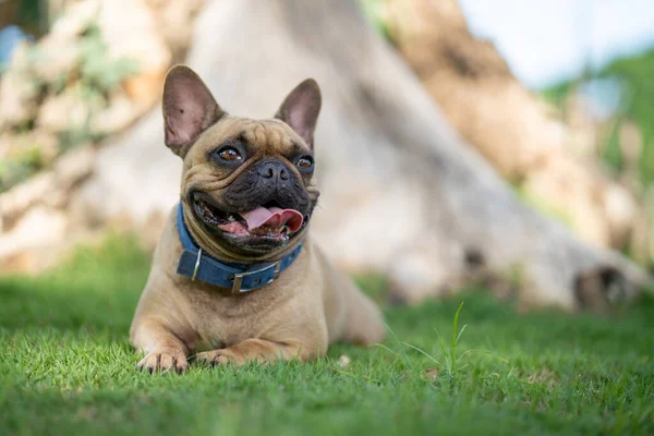 Çimlerin Üzerinde Yatan Sevimli Bir Fransız Bulldog Unun Yakın Plan — Stok fotoğraf