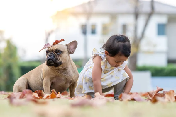 Uma Linda Menina Tailandesa Brincando Com Seu Buldogue Francês Parque — Fotografia de Stock