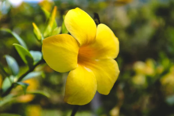 Una Flor Amarilla Brillante Jardín — Foto de Stock