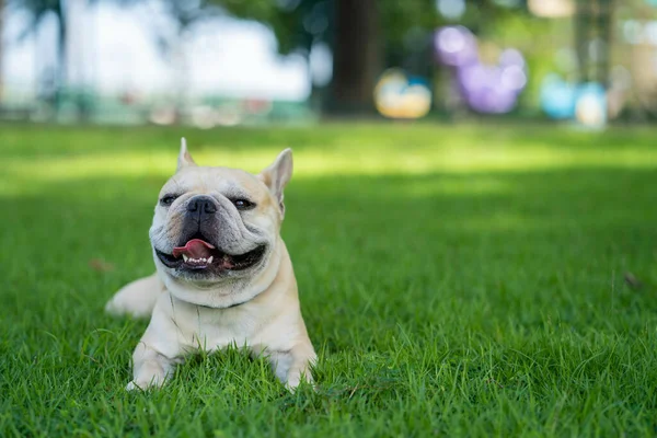 Egy Közelkép Egy Fehér Francia Bulldog Feküdt Fűben — Stock Fotó