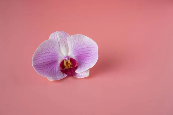 Detailní Záběr Jedné Květinové Orchideje Růžovém Povrchu — Stock fotografie