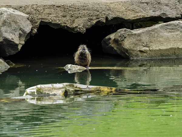 Colpo Selettivo Fuoco Una Lontra Piedi Una Roccia Dal — Foto Stock