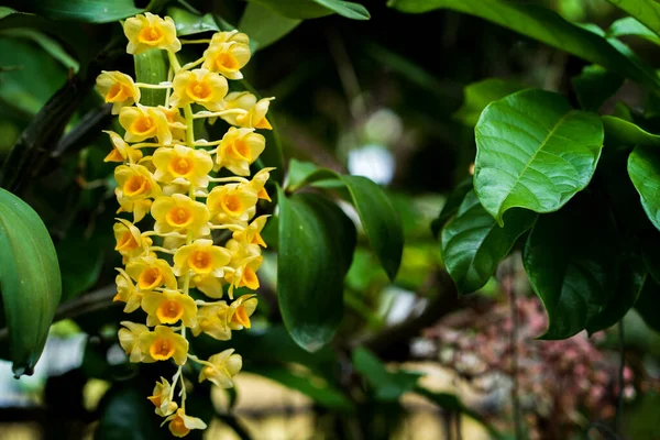 Selektywne Ujęcie Ostrości Żółtego Dendrobium — Zdjęcie stockowe