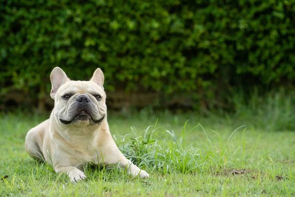 Söt Vit Fransk Bulldog Liggande Gräset Trädgård — Stockfoto