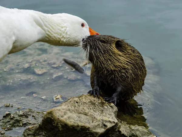 Primer Plano Pato Una Nutria Capturados Por Lago — Foto de Stock