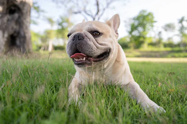 Egy Őzikés Francia Bulldog Közelsége Fűben — Stock Fotó