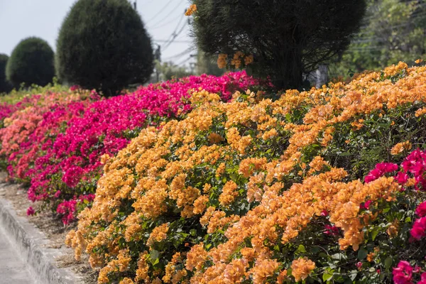 Kolorowe Kwiaty Bougainvillea Rosnące Parku — Zdjęcie stockowe