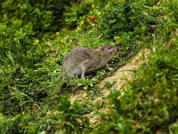 Selektiv Fokusbild Råtta Gräsbevuxna Fältet — Stockfoto