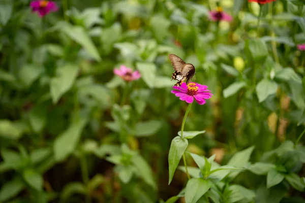 Bahçedeki Pembe Bir Çiçeğin Üzerindeki Kelebeğin Seçici Odak Noktası — Stok fotoğraf