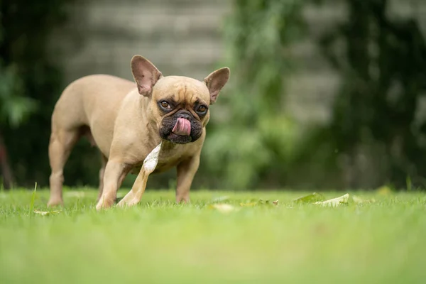 Een Schattige Franse Bulldog Die Een Weide Speelt — Stockfoto