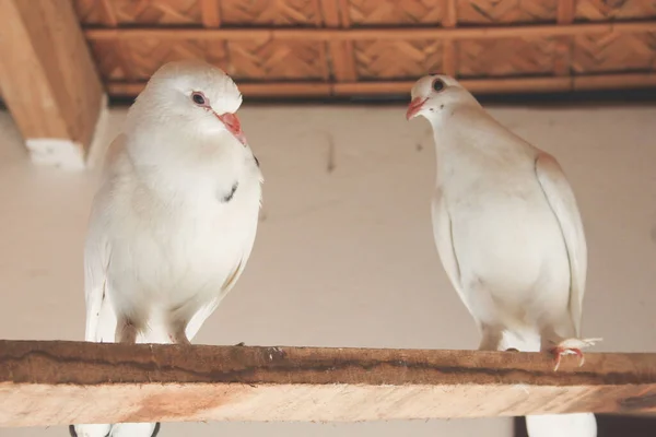 Closeup Couple White Pigeons Perched Wood — Stock Photo, Image