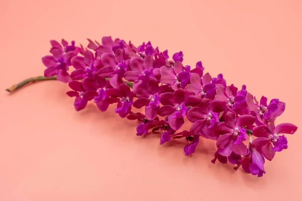 분홍빛 배경에 고립되어 보라색 라임초 스타일 — 스톡 사진