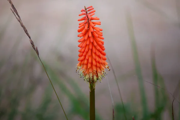 Ένα Επιλεκτικό Κοντινό Πλάνο Εστίασης Από Ένα Φωτεινό Πορτοκαλί Φυτό — Φωτογραφία Αρχείου