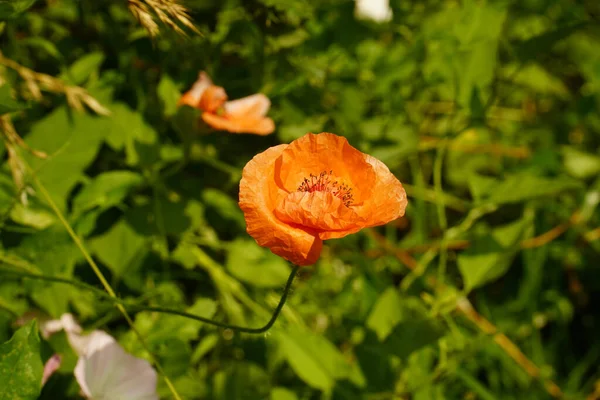 Selective Focus Shot Orange Westerland Rose Flowering Plants Growing Garden — Stock Photo, Image