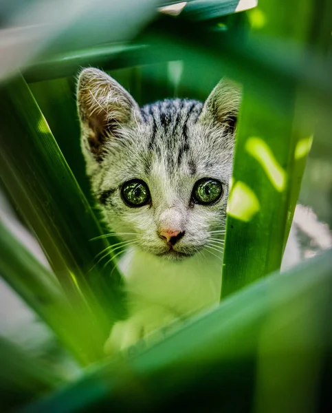从植物叶子看一只可爱的小猫咪的选择 — 图库照片