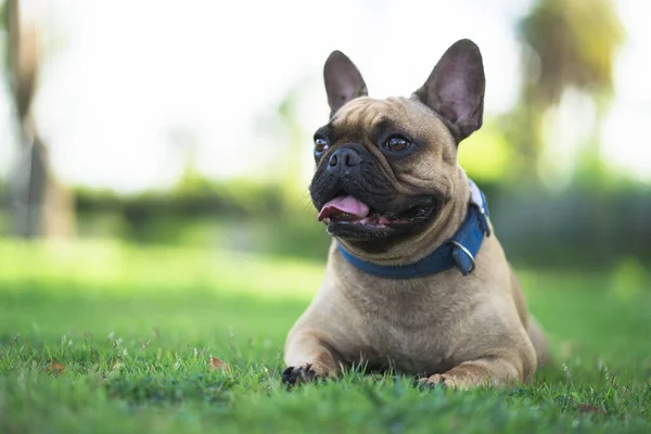 Egy Őzikés Francia Bulldog Közelsége Fűben — Stock Fotó