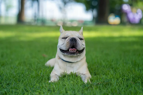 Egy Közeli Kép Egy Imádnivaló Francia Bulldog Feküdt Réten — Stock Fotó