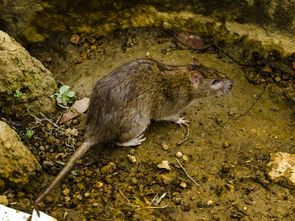 Высокоугольный Снимок Маленькой Крысы Грязной Земле Лесу — стоковое фото