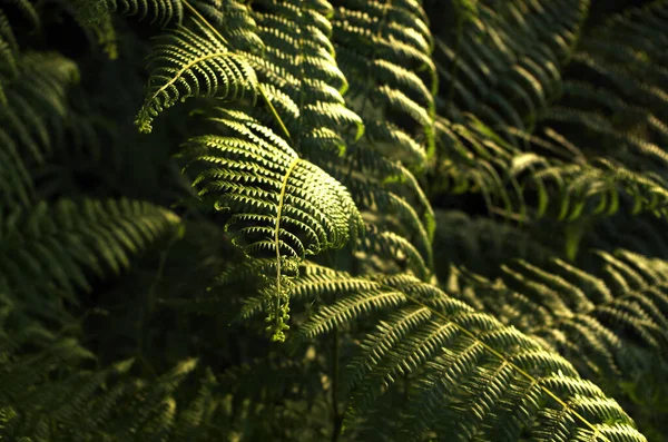 Enfoque Selectivo Hojas Forma Helecho Árbol —  Fotos de Stock