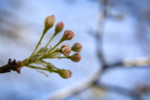 Selektivní Detailní Záběr Krásných Pupenů Mayflower Crataegus Laevigata — Stock fotografie