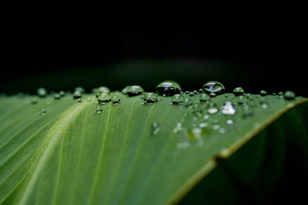 Gros Plan Gouttelettes Eau Sur Une Feuille Verte — Photo