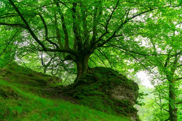 Ormandaki Yeşil Ağaç — Stok fotoğraf