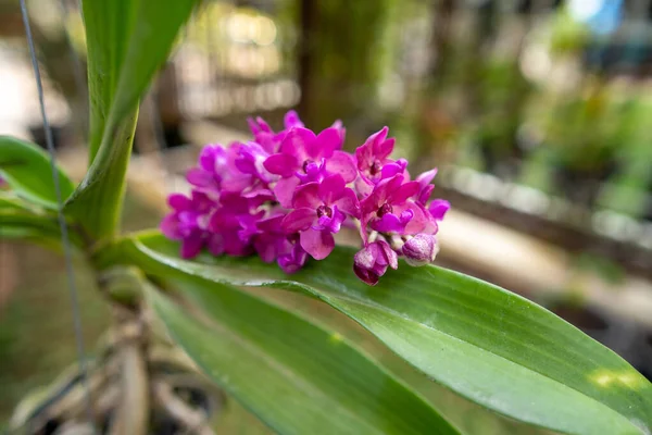 Eine Nahaufnahme Schöner Rhynchostylis Orchideen — Stockfoto