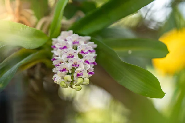 Closeup Shot Rhynchostylis Flowers Growing Garden — Stock Photo, Image