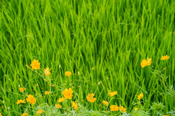 배경으로 멕시코의 아스터 클로즈업 — 스톡 사진