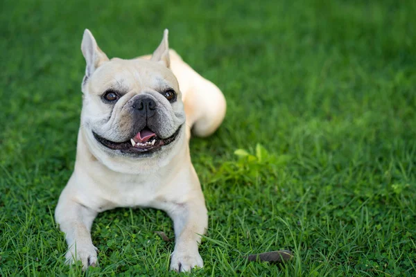 Egy Aranyos Fehér Francia Bulldog Fekszik Fűben — Stock Fotó