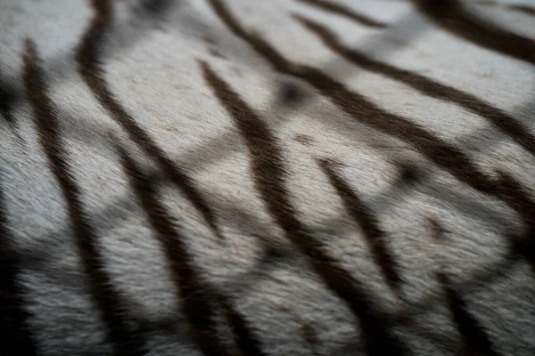 Розмитий Знімок Килима Сонці — стокове фото