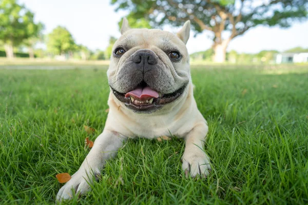 Közelkép Egy Imádnivaló Francia Bulldogról Pályán — Stock Fotó